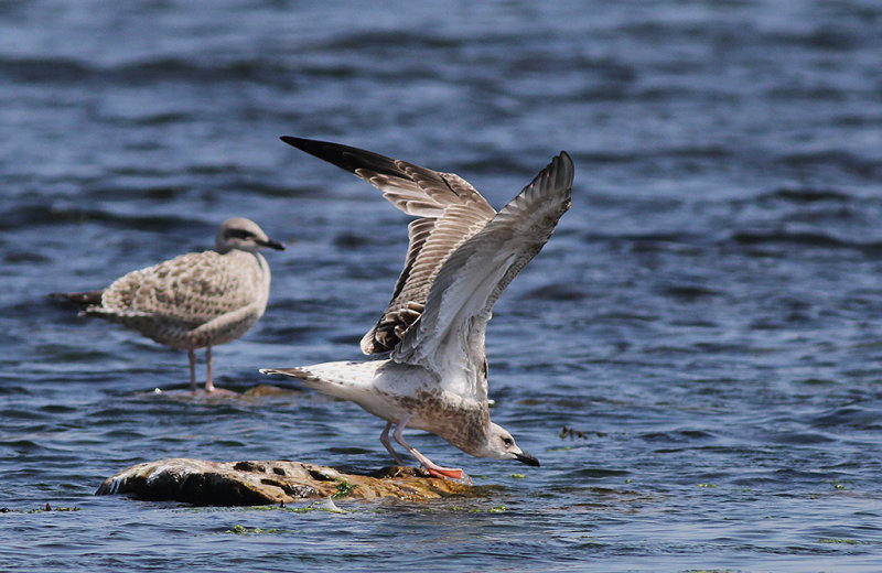 Kaspisk trut - Caspian Gull (Larus cachinnans)