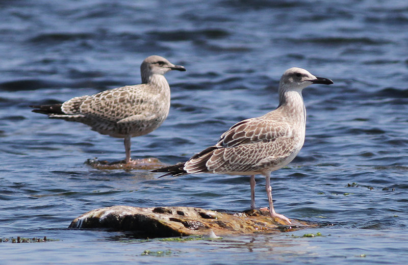 Kaspisk trut - Caspian Gull  (Larus cachinnans)