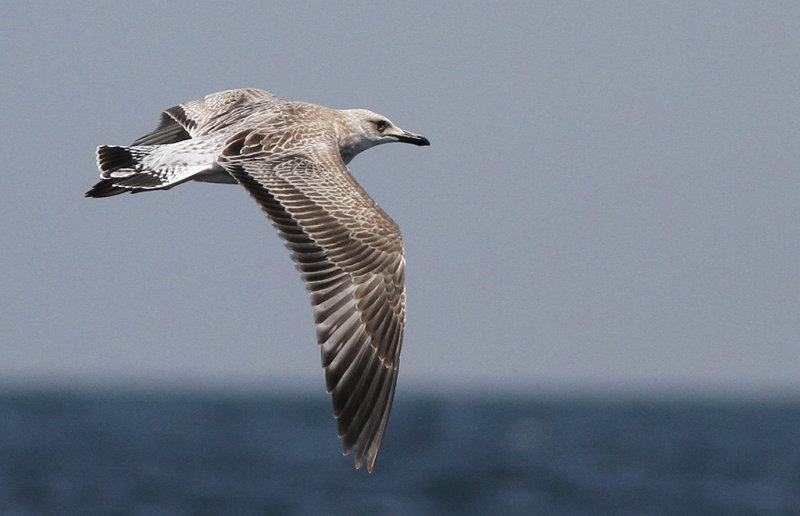 Kaspisk trut - Caspian Gull  (Larus cachinnans)