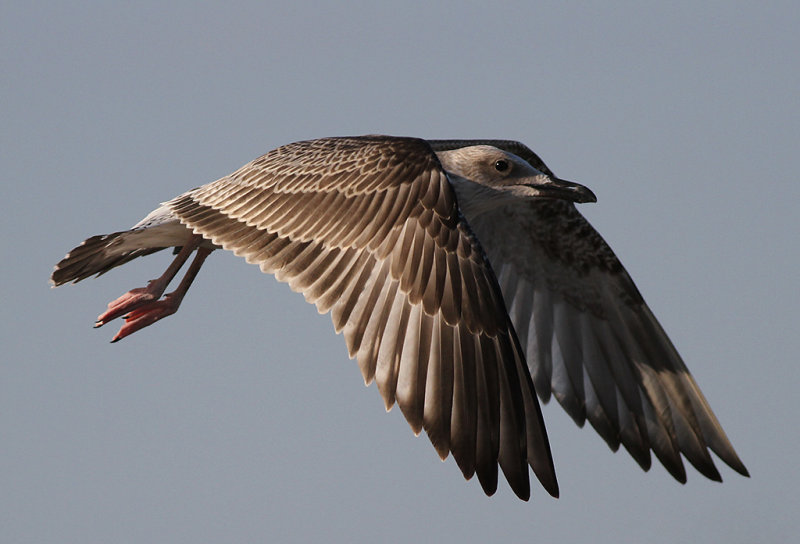 Kaspisk trut - Caspian Gull (Larus cachinnans)