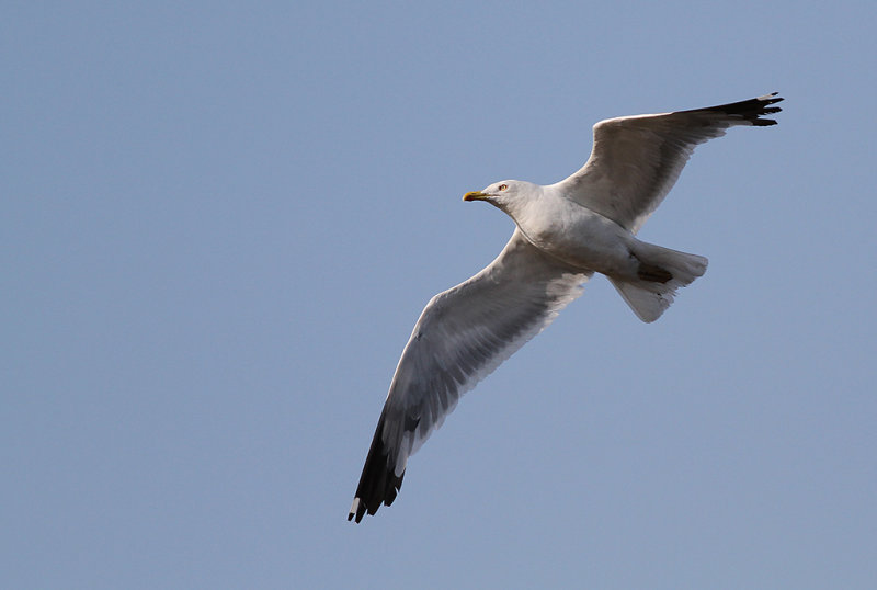 Medelhavstrut - Yellow-legged Gull (Larus michahellis)