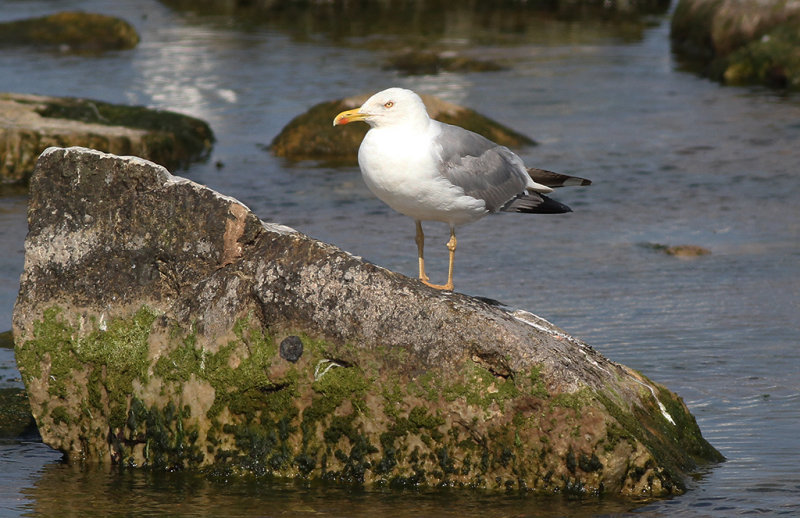 Medelhavstrut - Yellow-legged Gull (Larus michahellis)