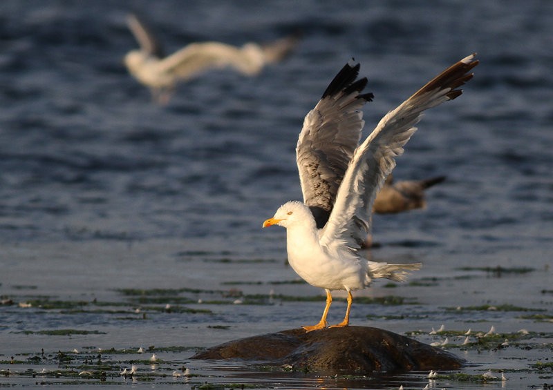 Medelhavstrut - Yellow-legged Gull (Larus michahellis)