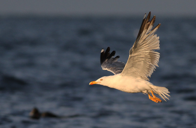 Medelhavstrut - Yellow-legged Gull (Larus michahellis)