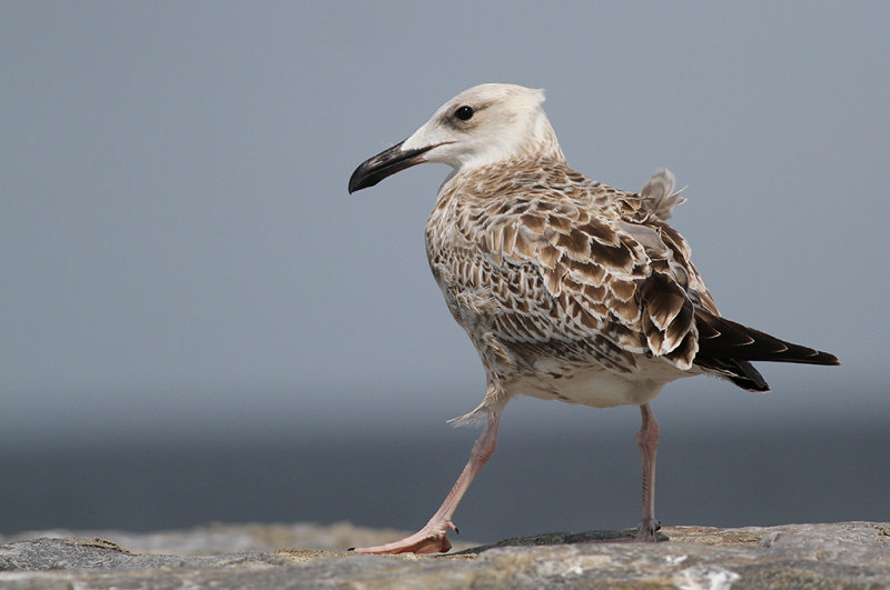 Kaspisk trut - Caspian Gull  (Larus cachinnans)