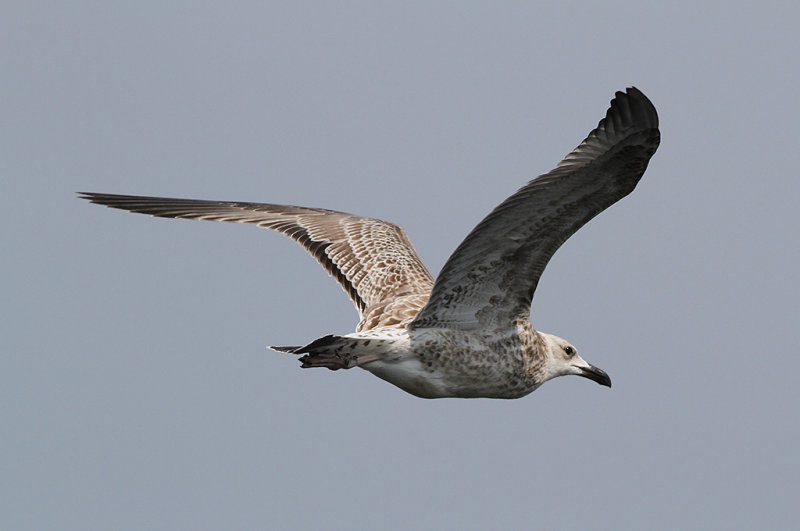 Kaspisk trut - Caspian Gull  (Larus cachinnans)