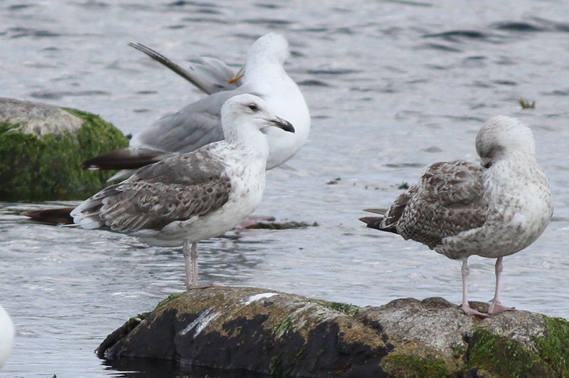 Silltrut - Lesser Black-backed Gull  Larus fuscus sp