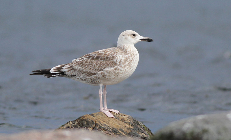 Kaspisk trut - Caspian Gull  (Larus cachinnans)