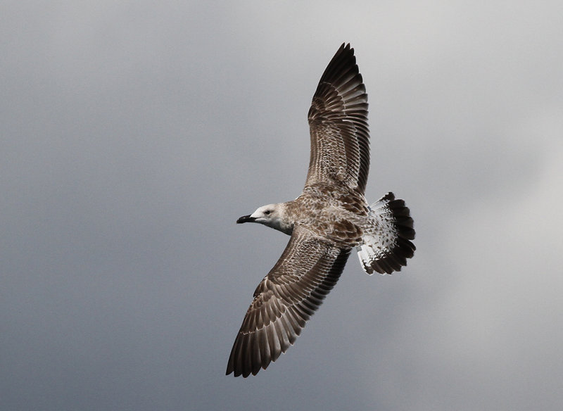 Kaspisk trut - Caspian Gull  (Larus cachinnans)