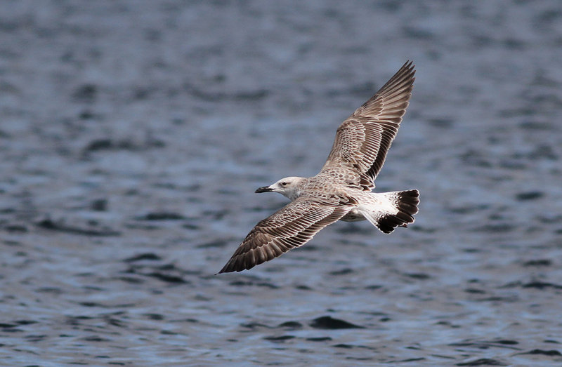 Kaspisk trut - Caspian Gull  (Larus cachinnans)