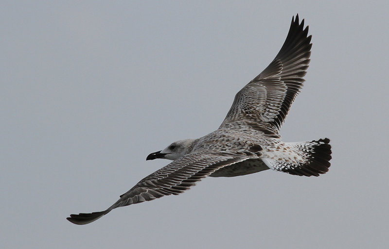Kaspisk trut - Caspian Gull  (Larus cachinnans)