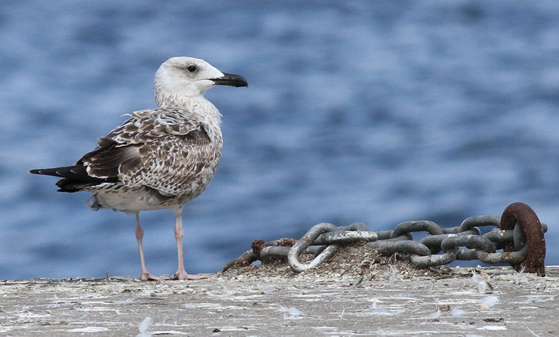 Medelhavstrut - Yellow-legged Gull  (Larus michahellis)