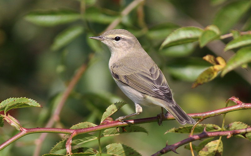 Lvsngare - Willow Warbler  (Phylloscopus trochilus)