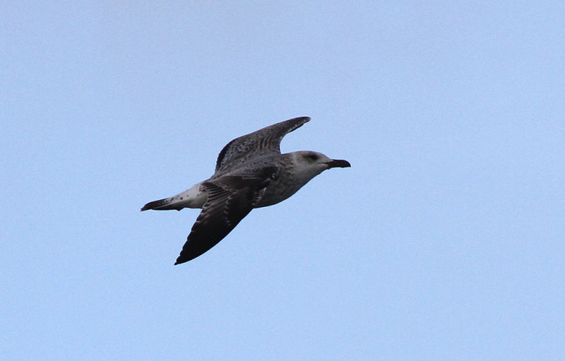 Medelhavstrut - Yellow-legged Gull  (Larus michahellis)