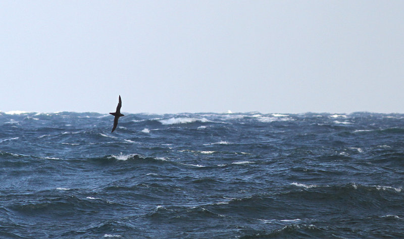 Grlira - Sooty shearwater (Ardenna grisea)