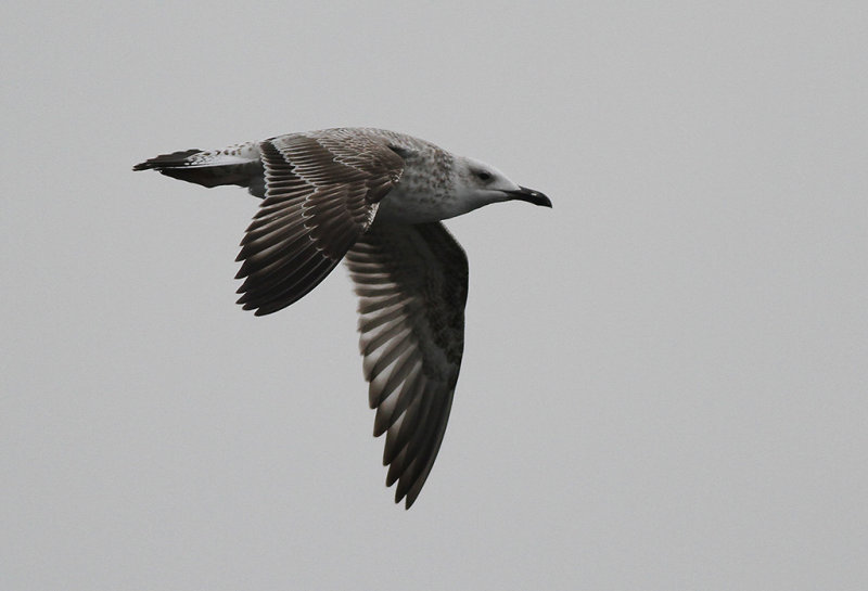 Kaspisk trut - Caspian Gull (Larus cachinnans)