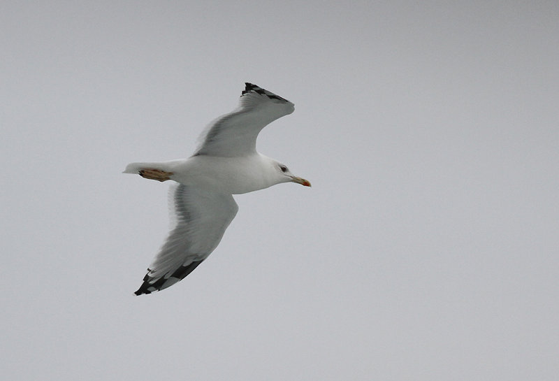 Kaspisk trut - Caspian Gull (Larus cachinnans)