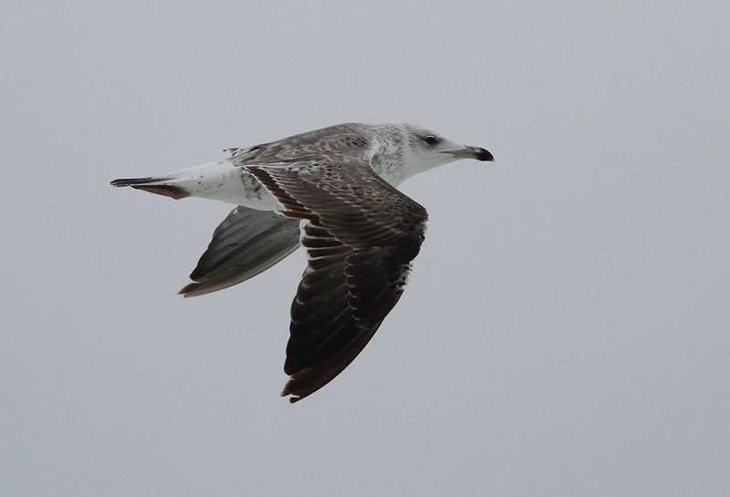 Silltrut - Lesser Black-backed Gull  Larus fuscus sp