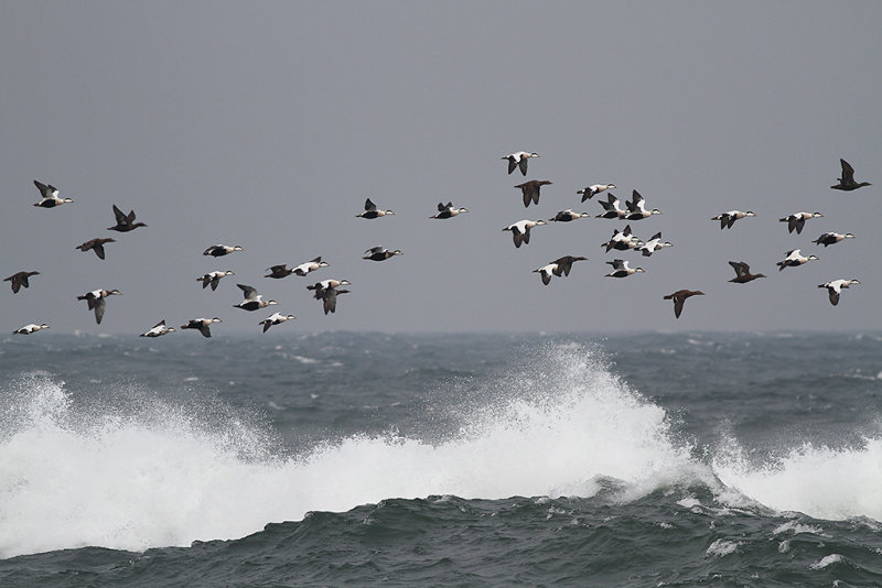 Ejder - Common eider (Somateria mollissima)