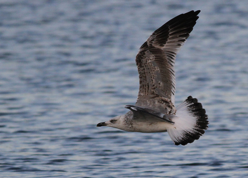 Medelhavstrut - Yellow-legged Gull  (Larus michahellis)