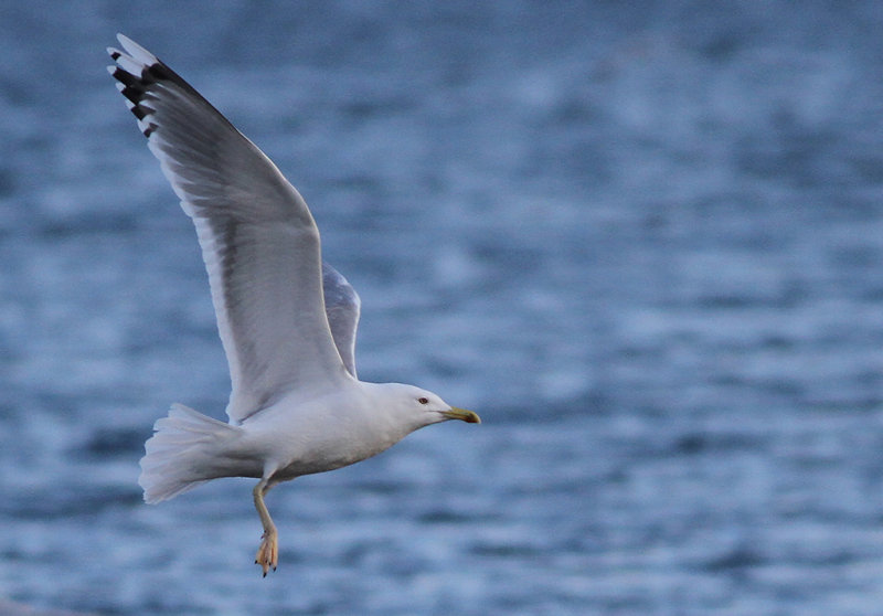 Kaspisk trut - Caspian Gull (Larus cachinnans)