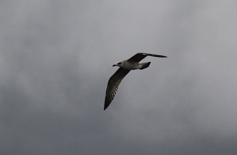 Medelhavstrut - Yellow-legged Gull  (Larus michahellis)