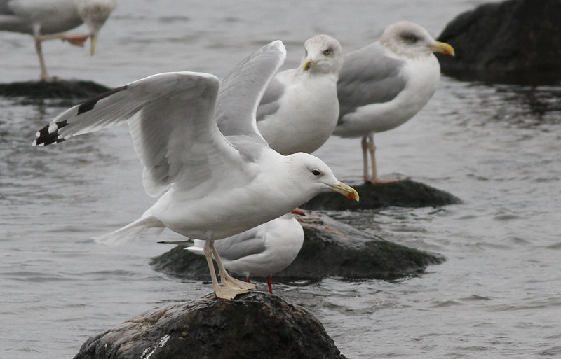 Kaspisk trut - Caspian Gull (Larus cachinnans)