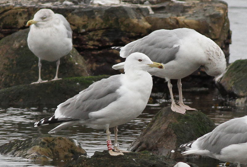 Kaspisk trut - Caspian Gull (Larus cachinnans)