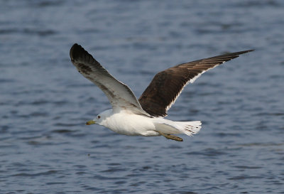 Silltrut - Lesser Black-backed Gull (Larus fuscus fuscus)