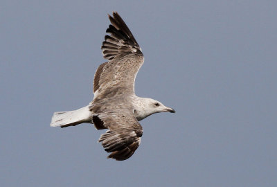 Silltrut - Lesser Black-backed Gull  Larus fuscus sp 