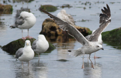 Silltrut - Lesser Black-backed Gull Larus fuscus sp
