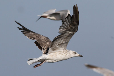Silltrut - Lesser Black-backed Gull  Larus fuscus sp