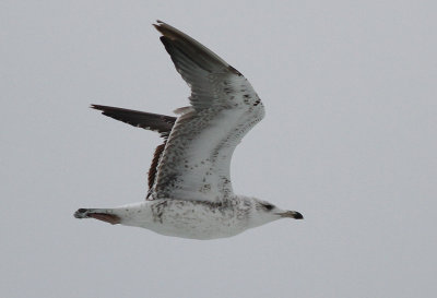 Silltrut - Lesser Black-backed Gull  Larus fuscus sp