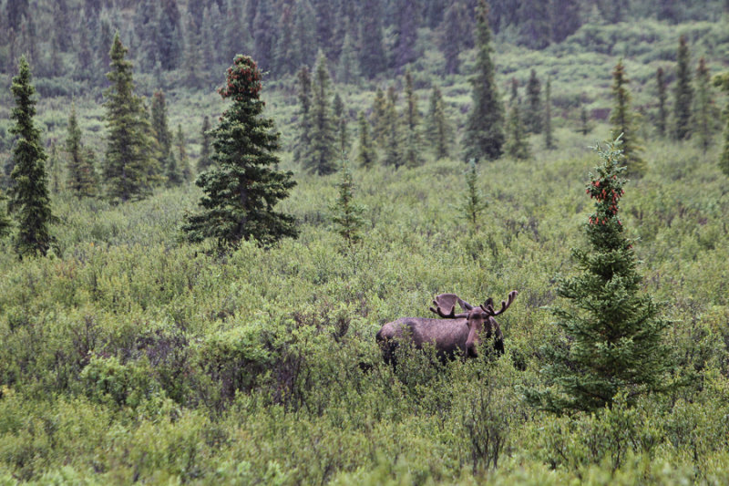 distant moose.jpg