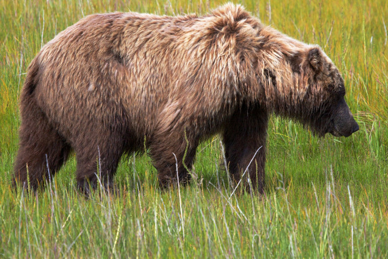 griz courtesy wolf tebbe.jpg