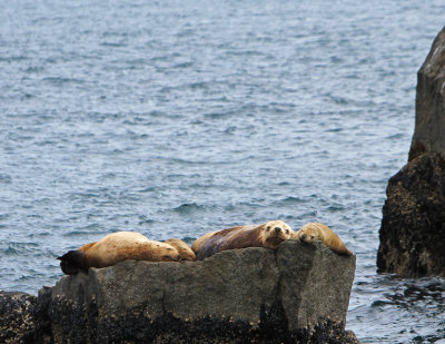 a comfy rock.jpg