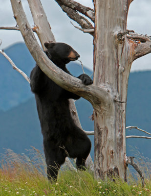 a leg up.jpg