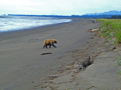 beach grizzly.jpg