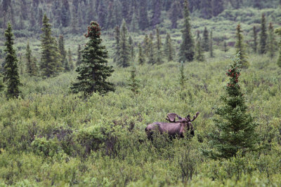 distant moose.jpg