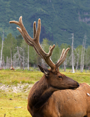 elk profile.jpg