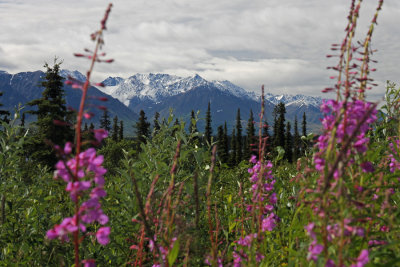 fireweed frame.jpg
