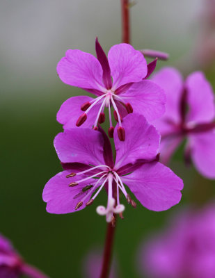 fireweed.jpg