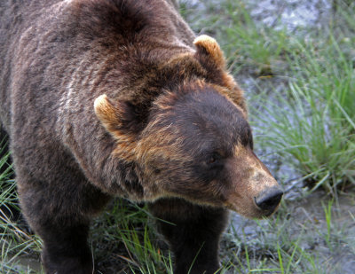 grizzly hairdo.jpg
