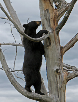 In a tree.jpg