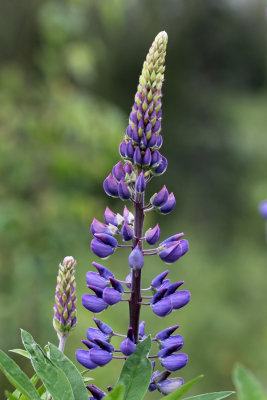 lupine.jpg