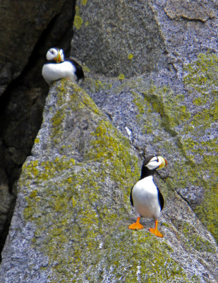 puffins.jpg