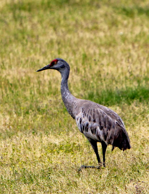 Sandhill crane.jpg