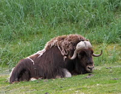shedding musk ox.jpg