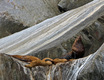 stellar sea lions.jpg