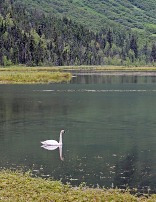 swan.jpg